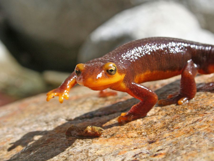 Creepy-Crawly Animal Facts That Will Give You Chills