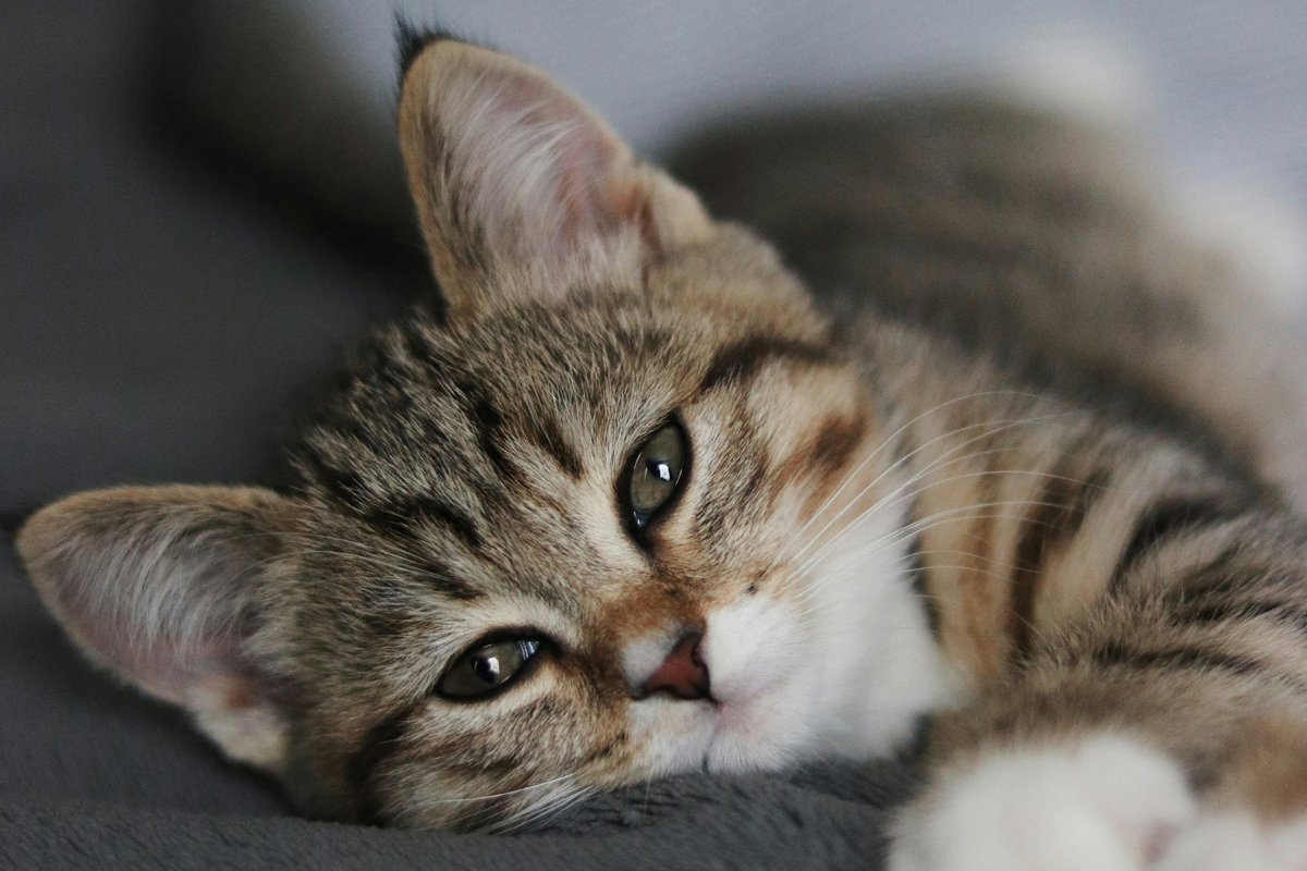 Cat stretched out and contentedly looking at the camera