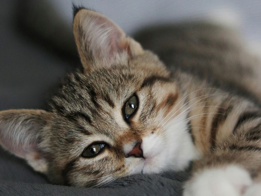 How Do Animals Show Happiness? 