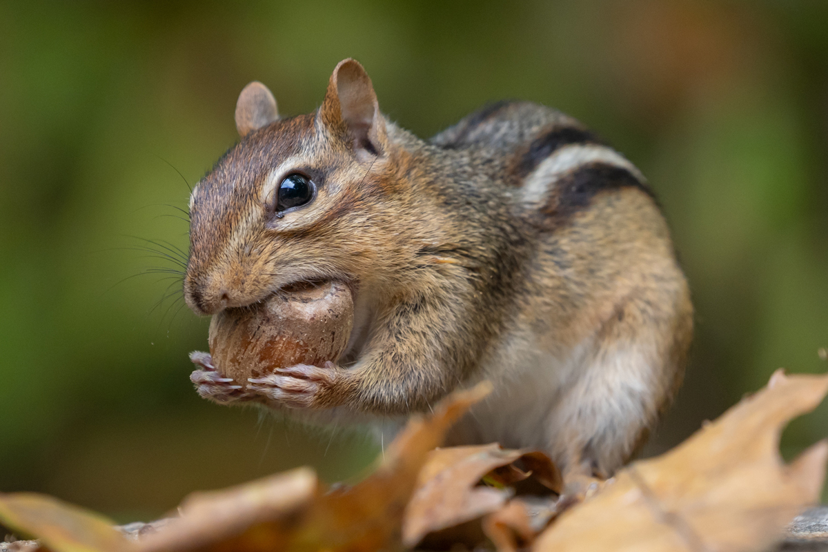 Chipmunk eating a nut surrounded by fallen leaves
