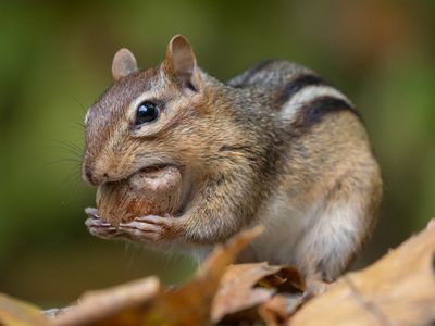 Six Extreme Ways Animals Prep for Hibernation