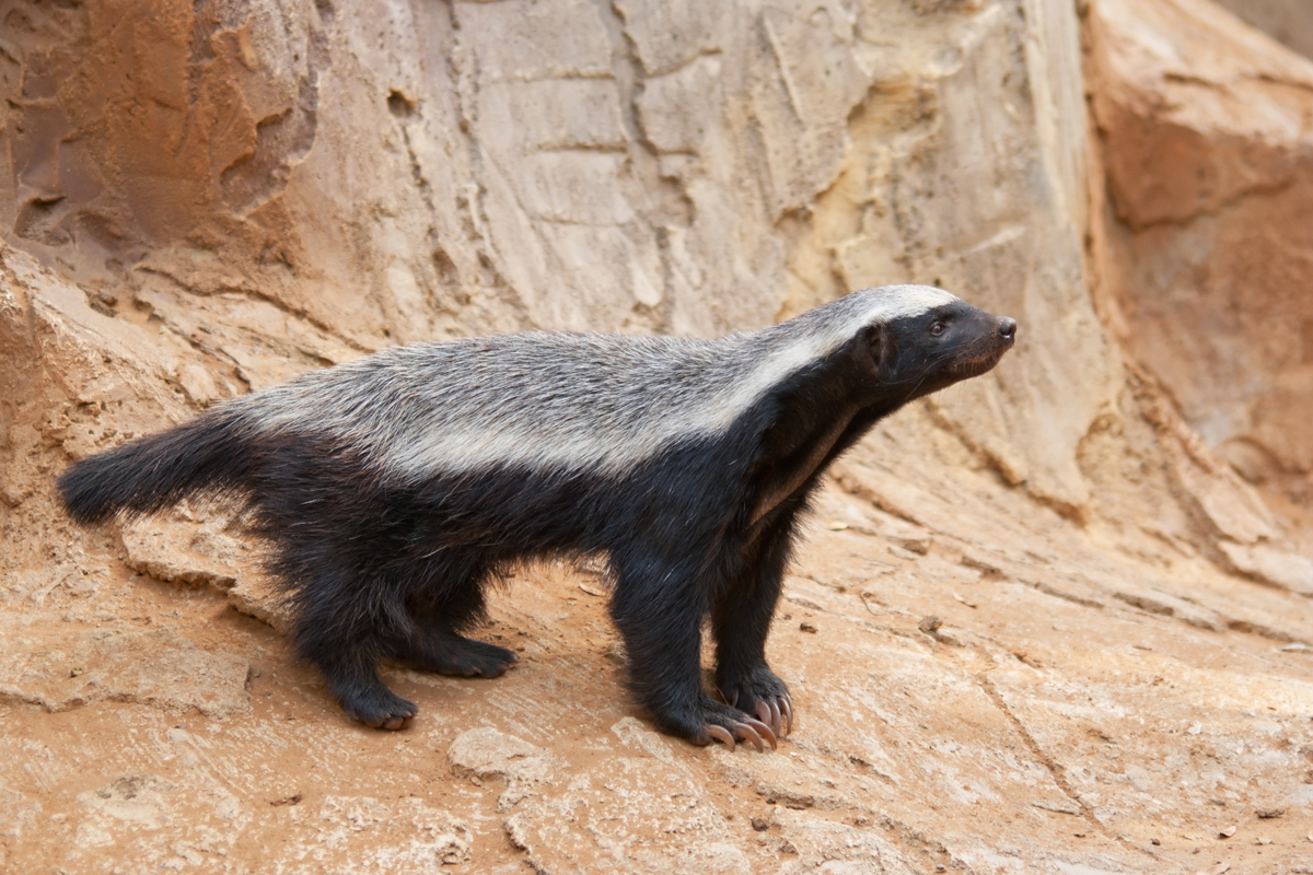 Honey badger standing on rocky terrain