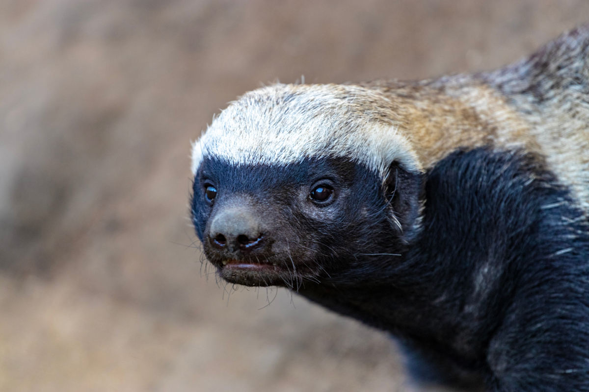 Closeup of honey badger's face