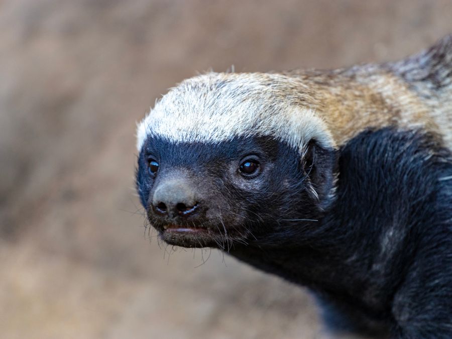 How Did Honey Badgers Get Their Fearless Reputation?