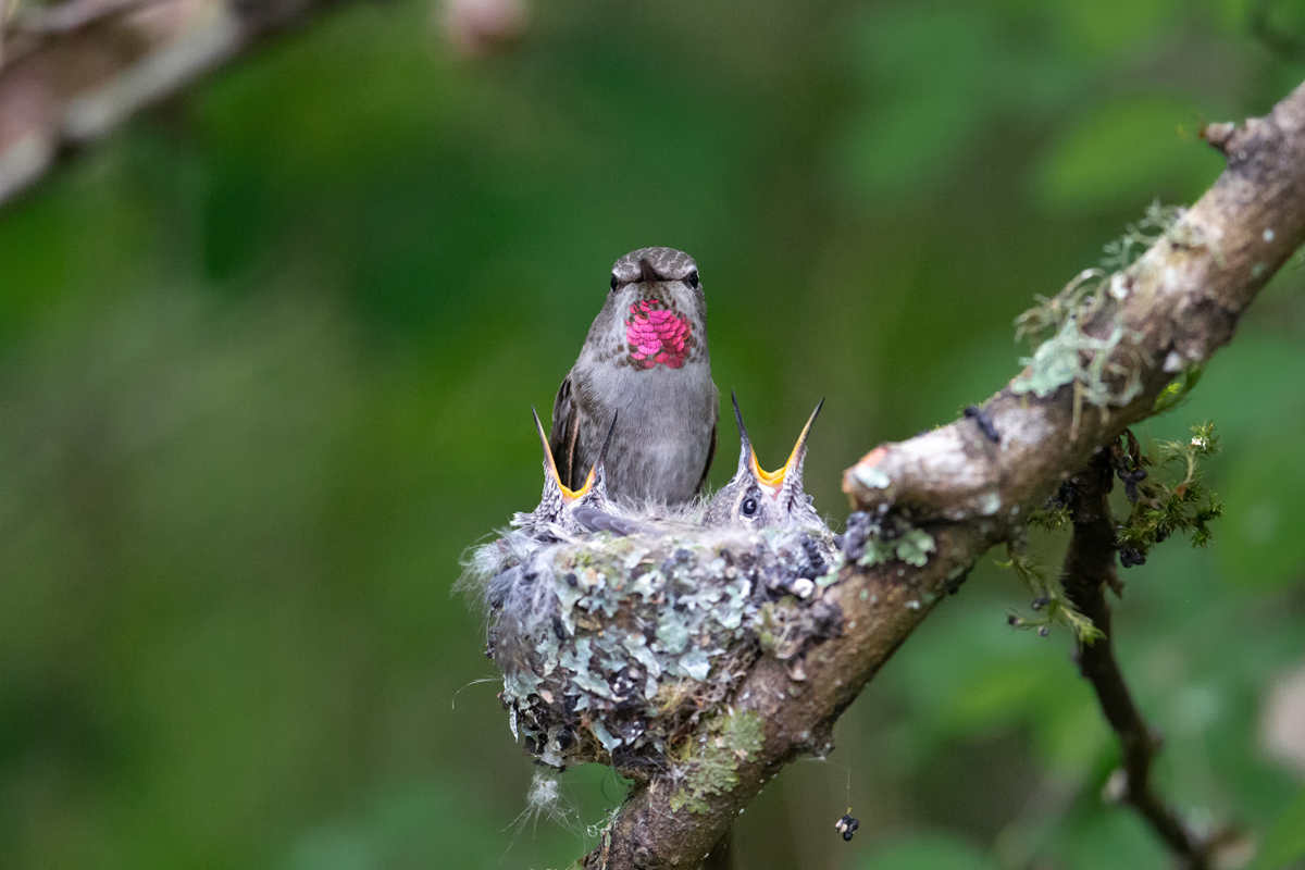 Hummingbird with its chicks in its nest
