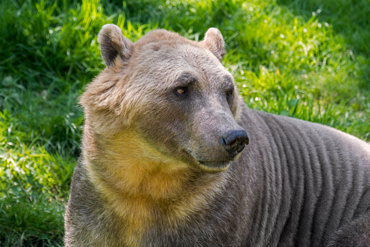 Pizzly bear