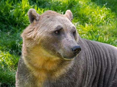5 Bizarre Hybrid Animals That Actually Exist