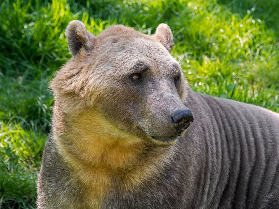 5 Bizarre Hybrid Animals That Actually Exist