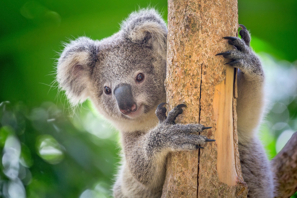 Koala grasping a tree trunk