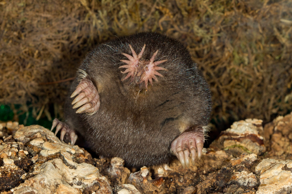 Star-nosed mole