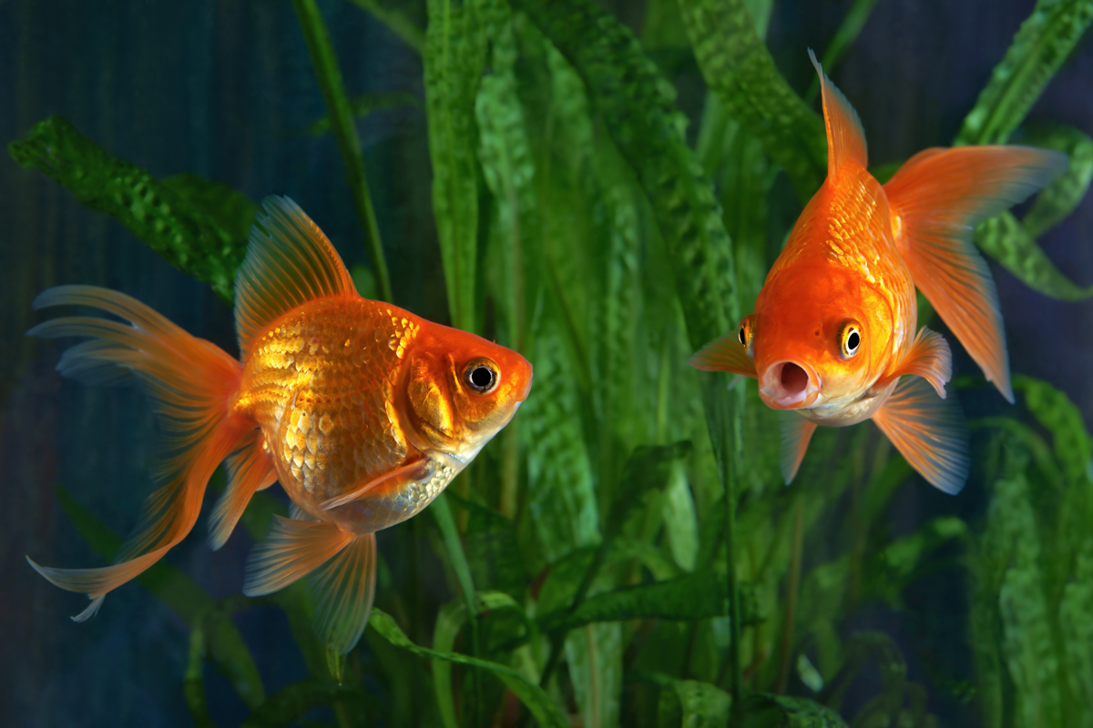 Two goldfish in front of an underwater plant