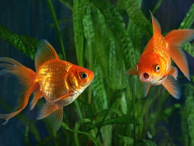The Biggest Pet Myths You Still Believe