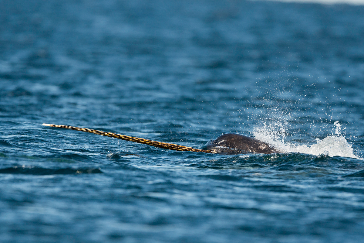 Narwhal's horn breaching the surface of the ocean