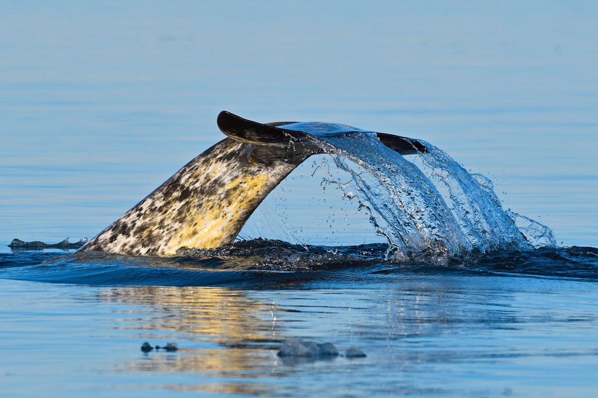 Narwhal tail slipping beneath ocean's surface