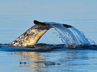 Proof That Narwhals Are the Ocean’s Greatest Weirdos
