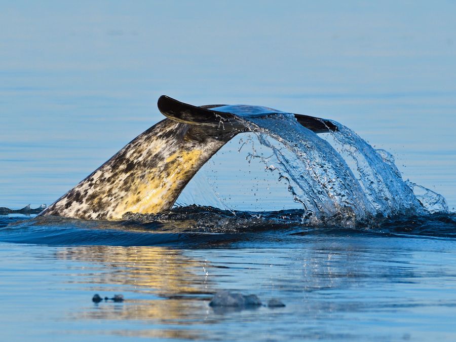 Proof That Narwhals Are the Ocean’s Greatest Weirdos