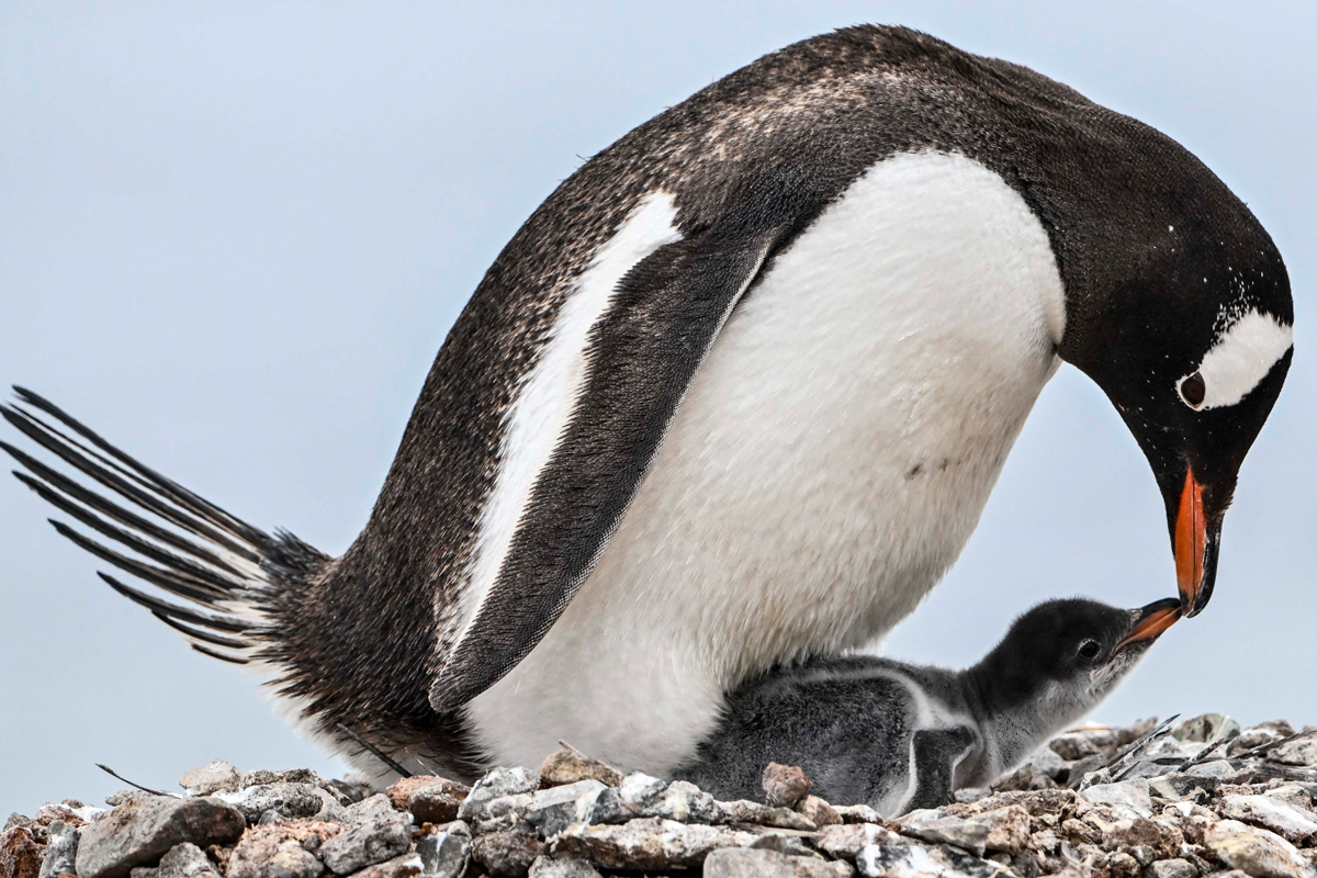 Adult gentoo penguin with its chick