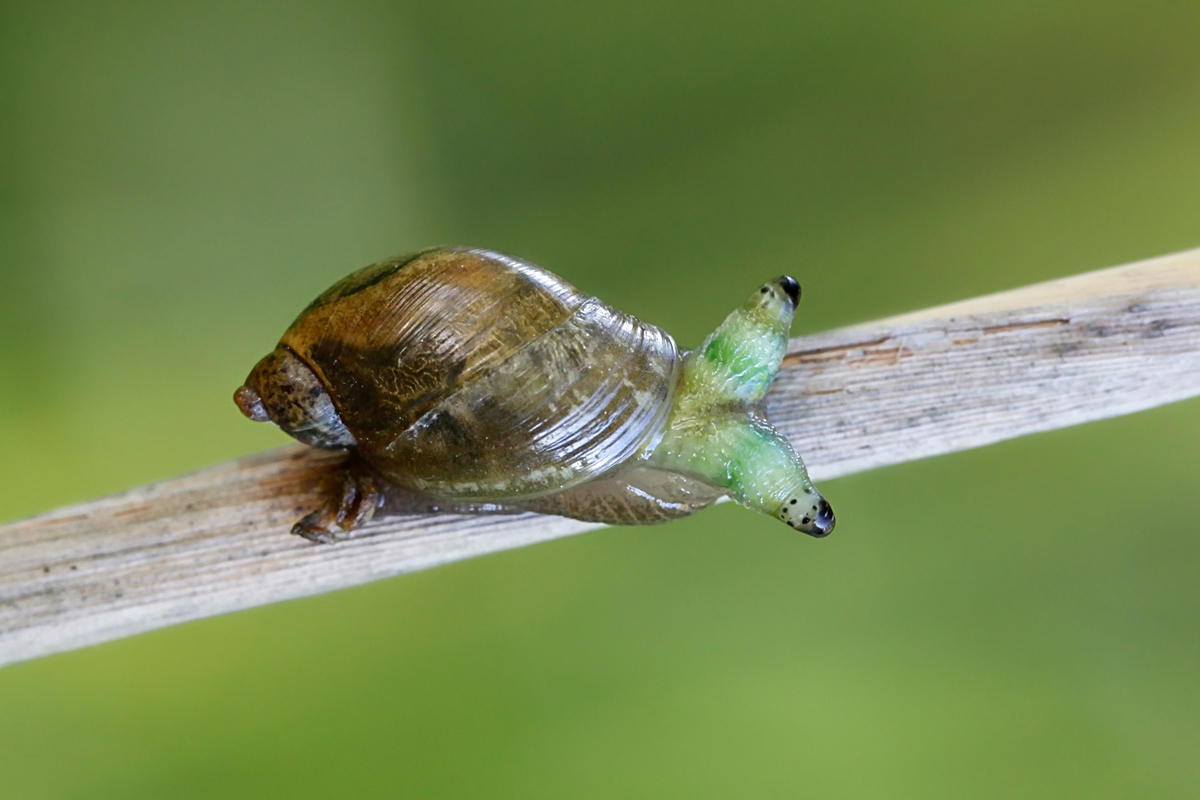 Snail infected by green-banded broodsac