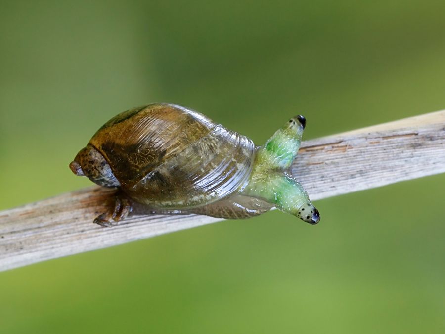 5 Parasites Straight Out of a Horror Movie