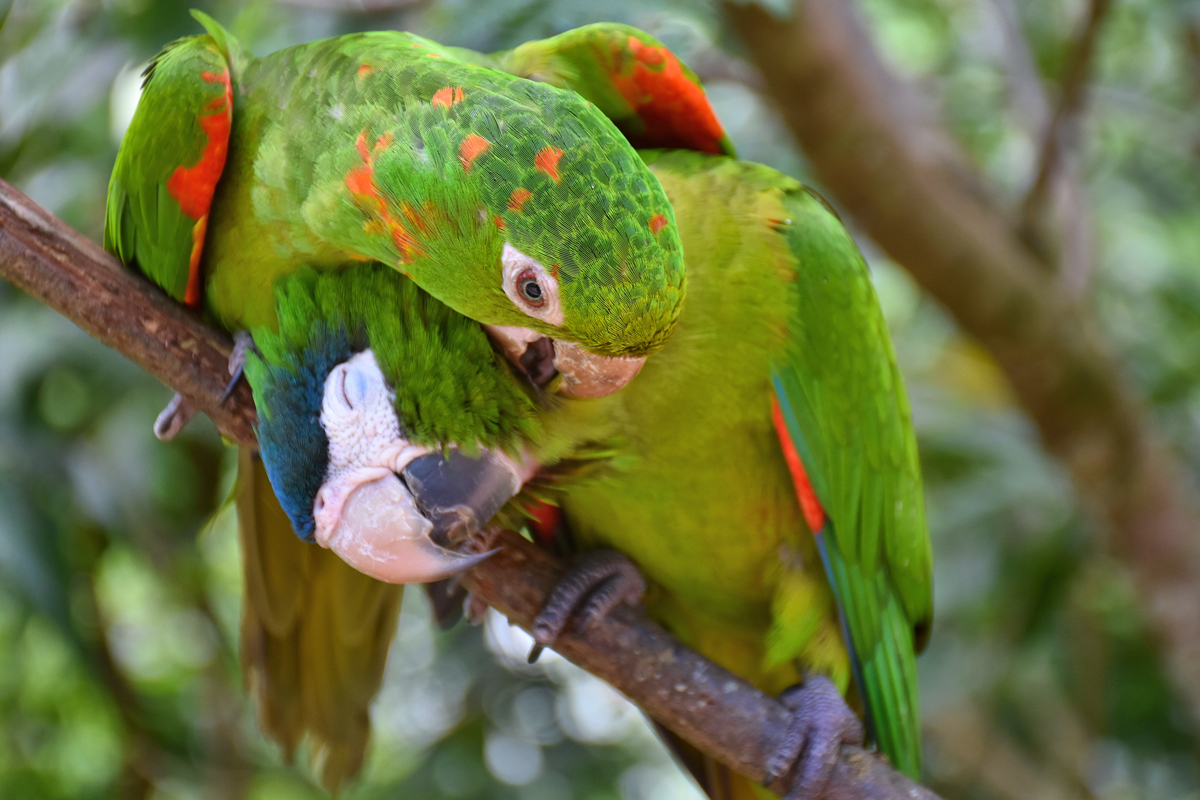 Two parrots nuzzling on a tree branch