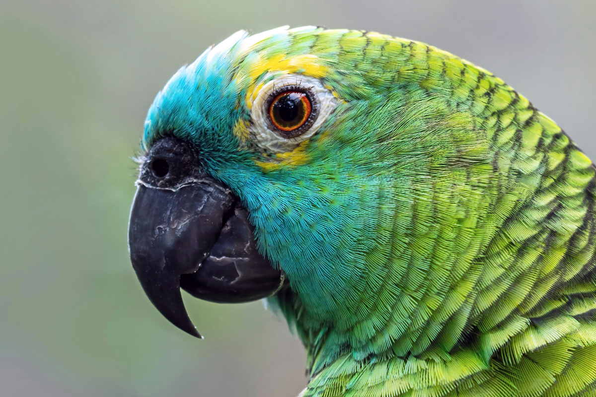 Closeup of a parrot's head