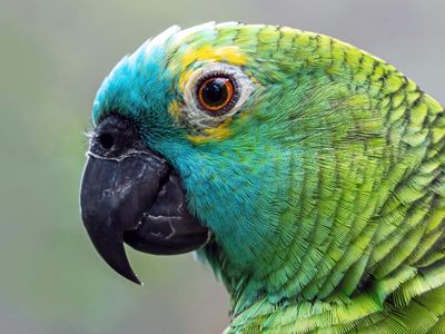 Can Parrots Actually Talk or Just Mimic Sounds?