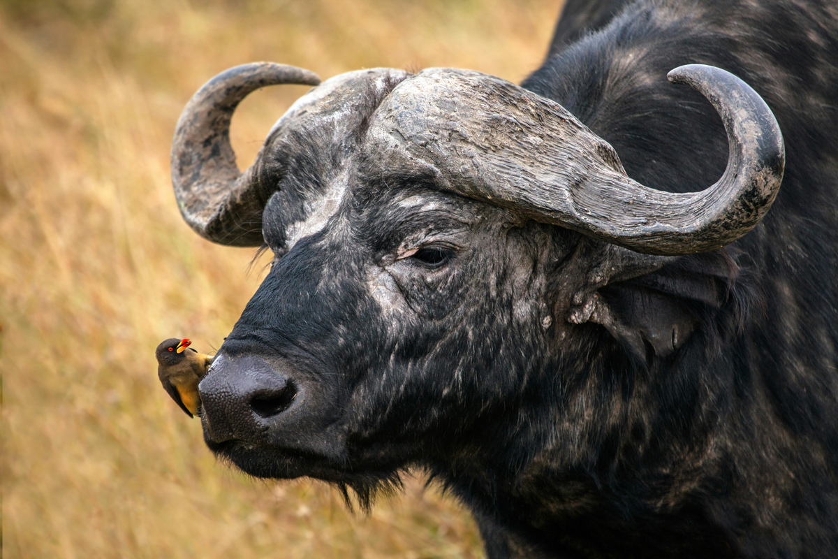 Oxpecker perched on an ox's nose