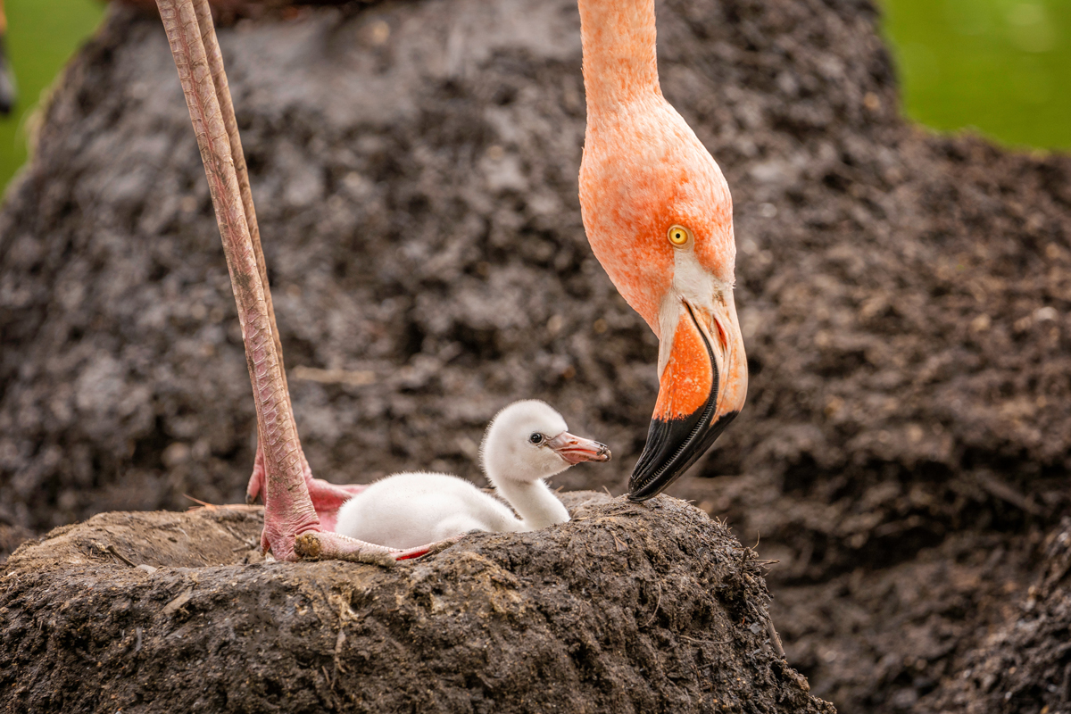 Adult flamingo with its chicken in a nest