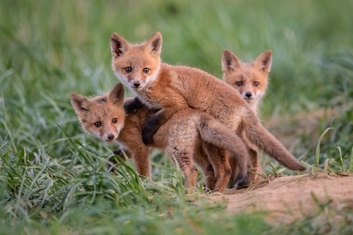Three young foxes clustered together