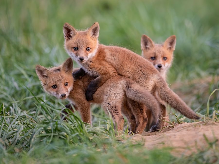 What Do Wild Animals Do for Fun?
