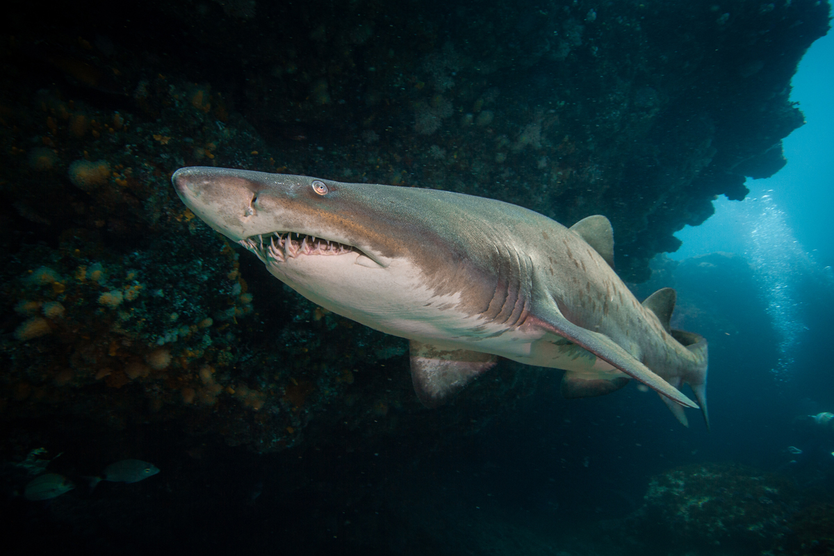 Sand tiger shark swimming underwater