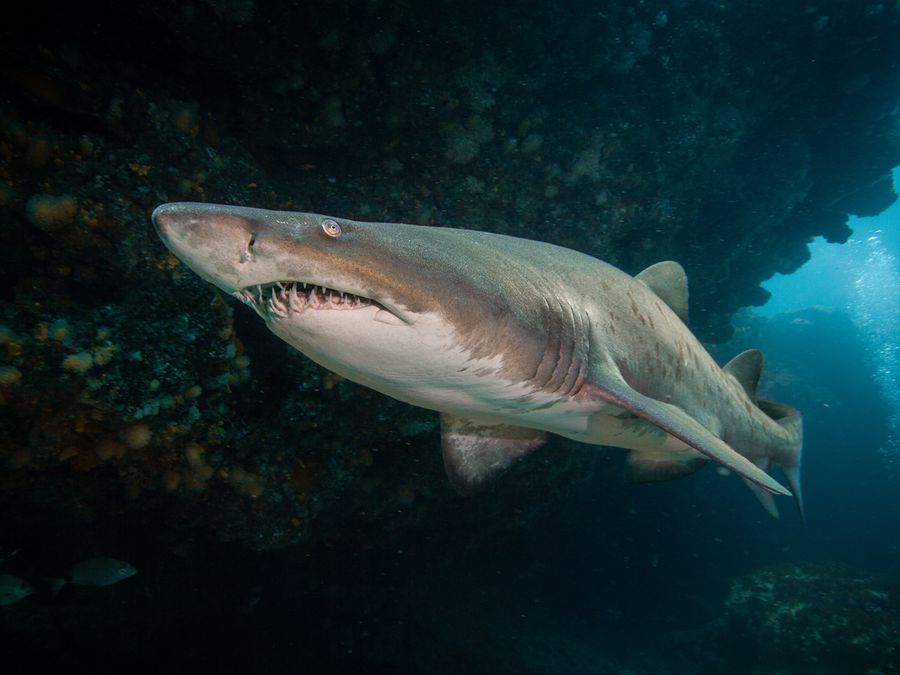 5 of the Most Grueling Animal Pregnancies 