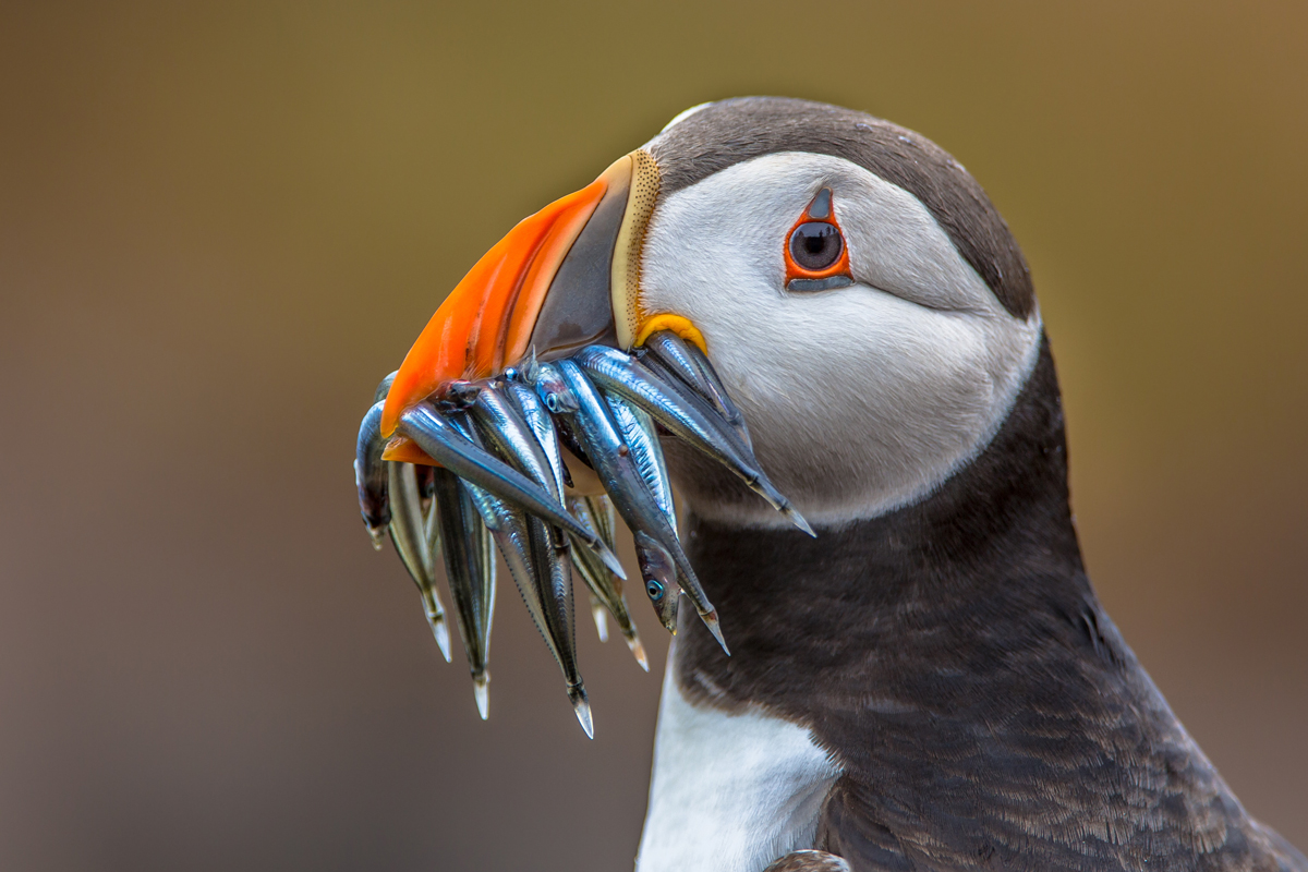 Closeup of puffin with lots of small fish in its beak