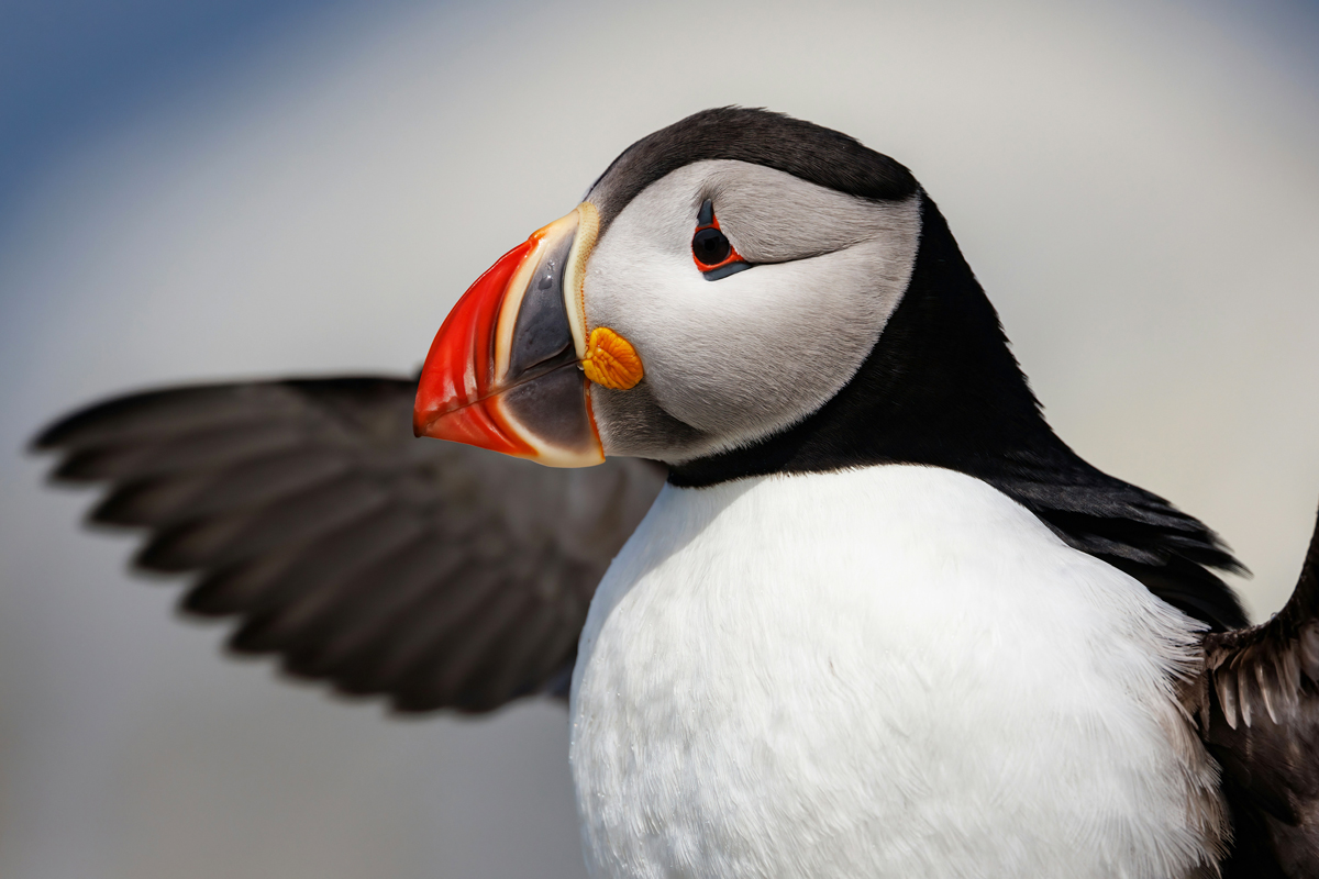 Closeup of puffin with wings extended
