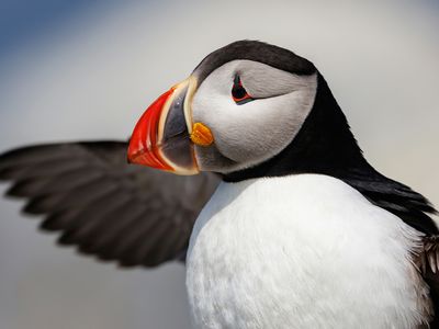 The Secret World of Puffins