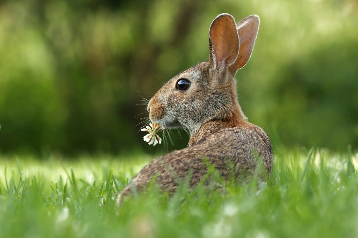Rabbit with small flower in its mouth