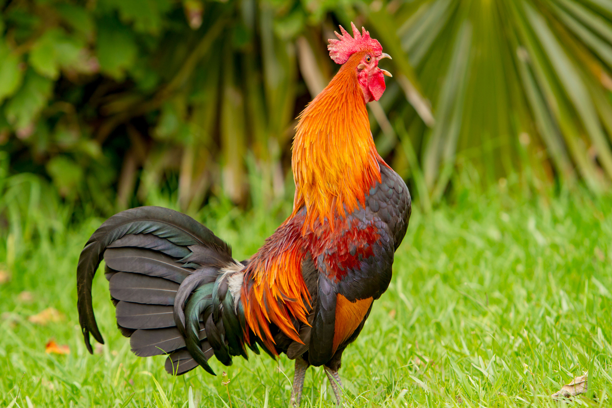 Rooster crowing