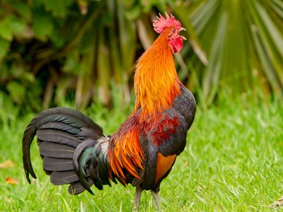 Why Do Roosters Crow? 