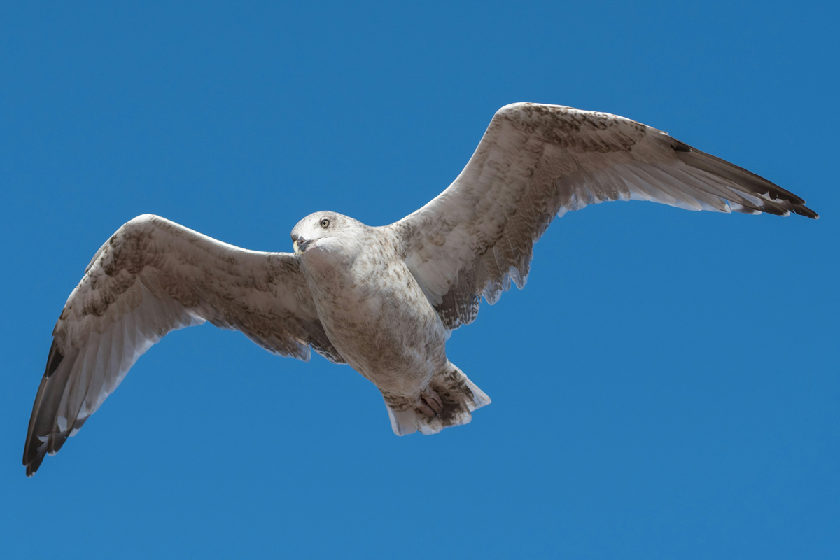 Flying seagull
