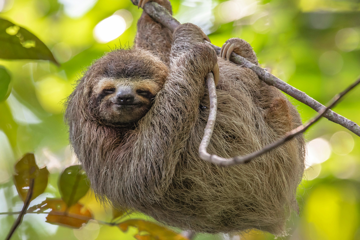 Sloth hanging on a branch with eyes closed