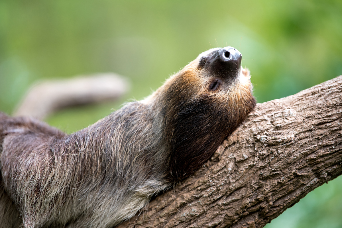 Sloth reclining on its back with eyes closed on a branch