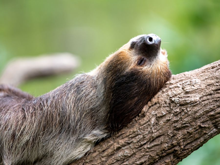Why Are Sloths So Slow?