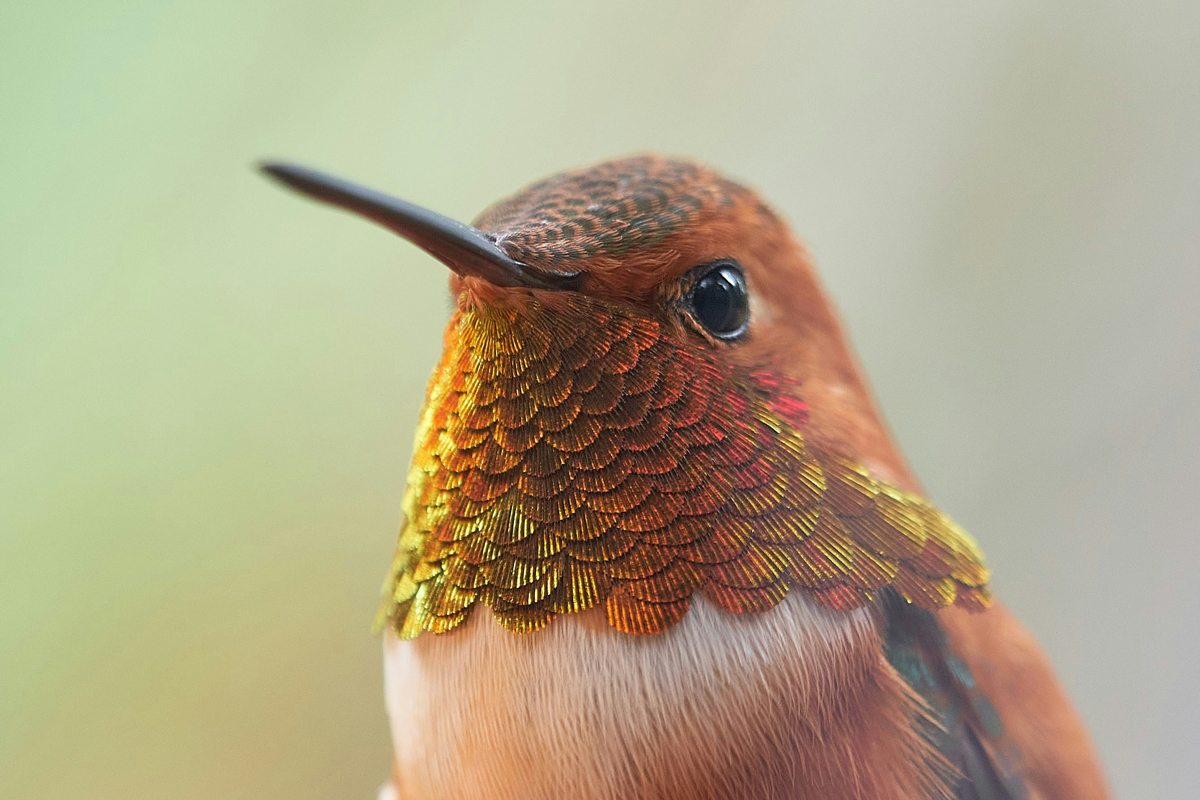 Closeup of a hummingbird