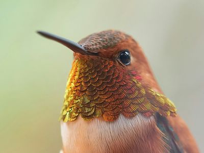 Meet the World’s Tiniest Birds