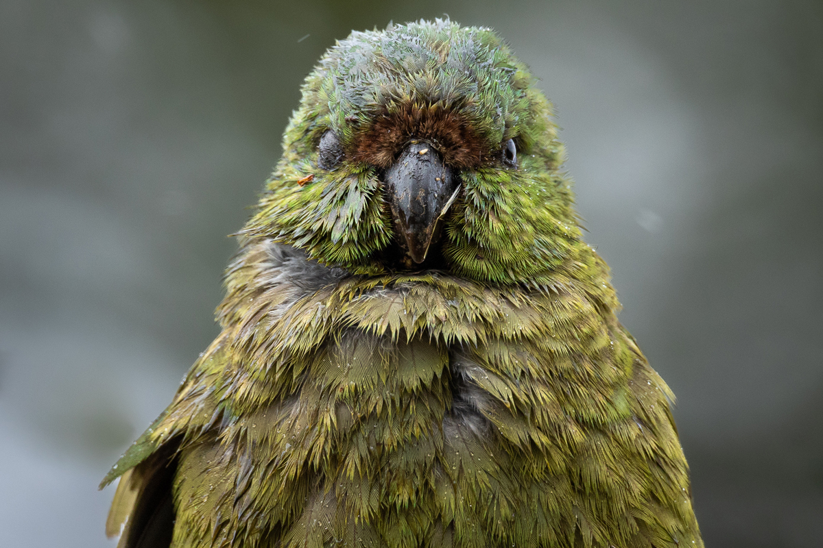 Kākāpō parrot facing the camera