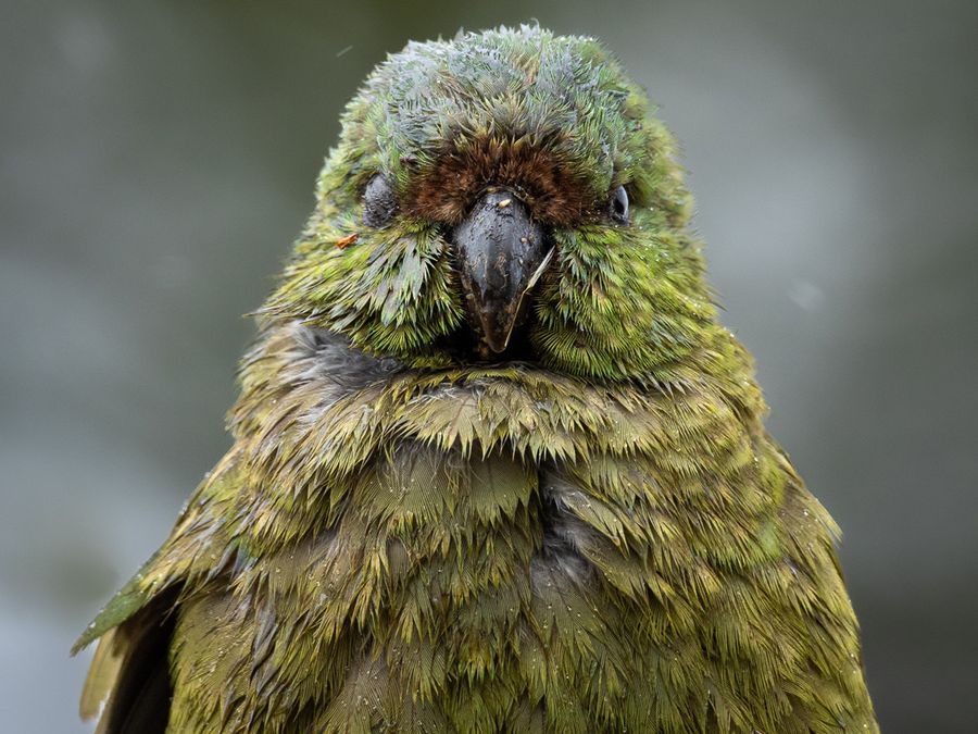 These Animals Run on Surprisingly Little Brainpower 