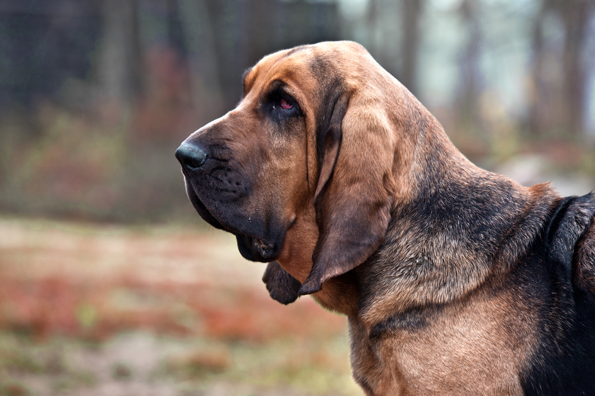 Bloodhound dog