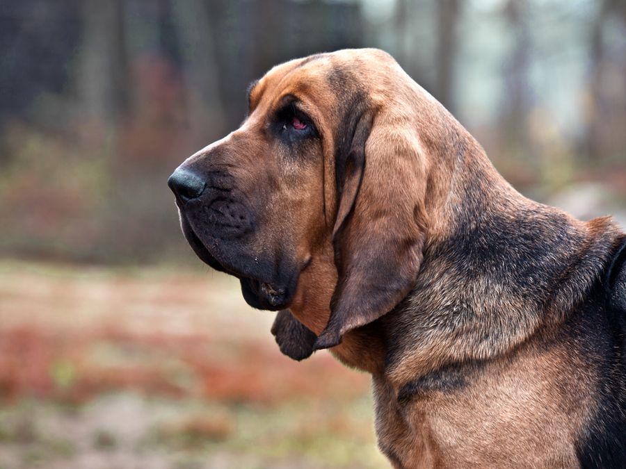 The 7 Strongest Sniffers in the Animal Kingdom