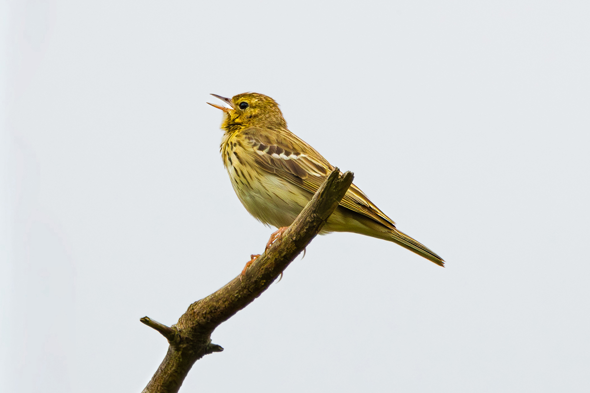 Songbird singing on the end of a branch