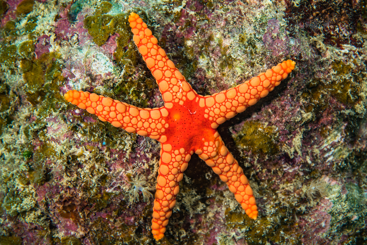 Brightly colored starfish lying on rock